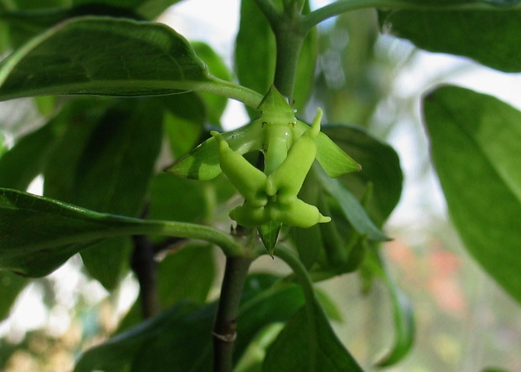 green peppers growing on a plant with lots of leaves