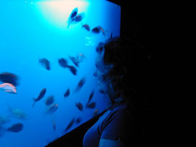 a young lady is watching a lot of fish in a tank