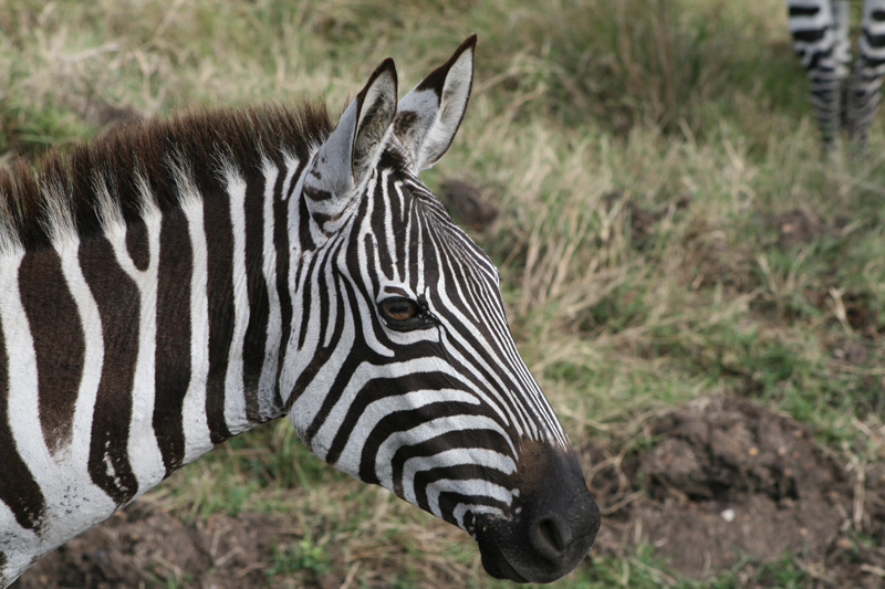 a close up s of a ze, with the head turned and ears slightly opened