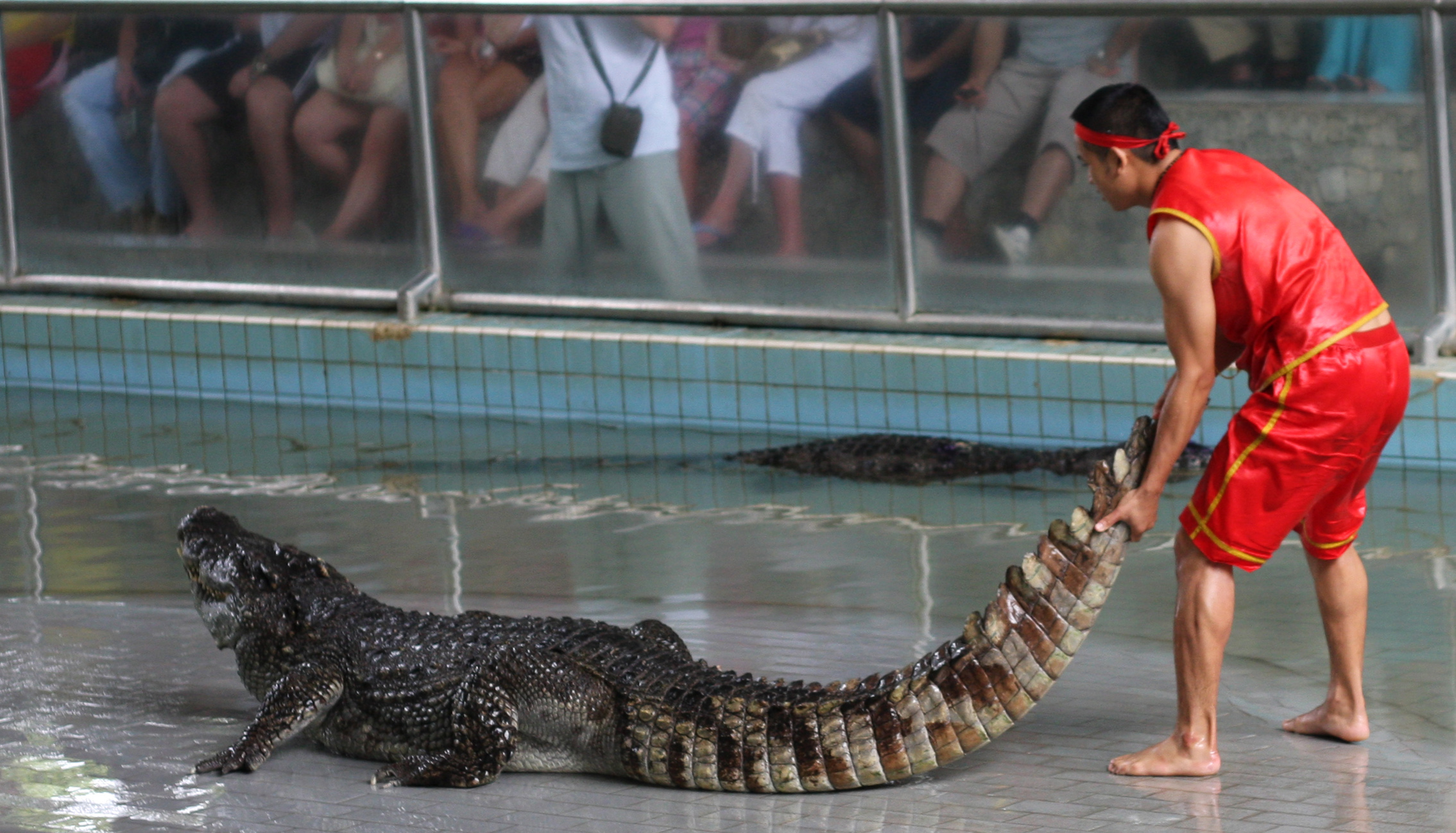 the man in red is holding the alligator