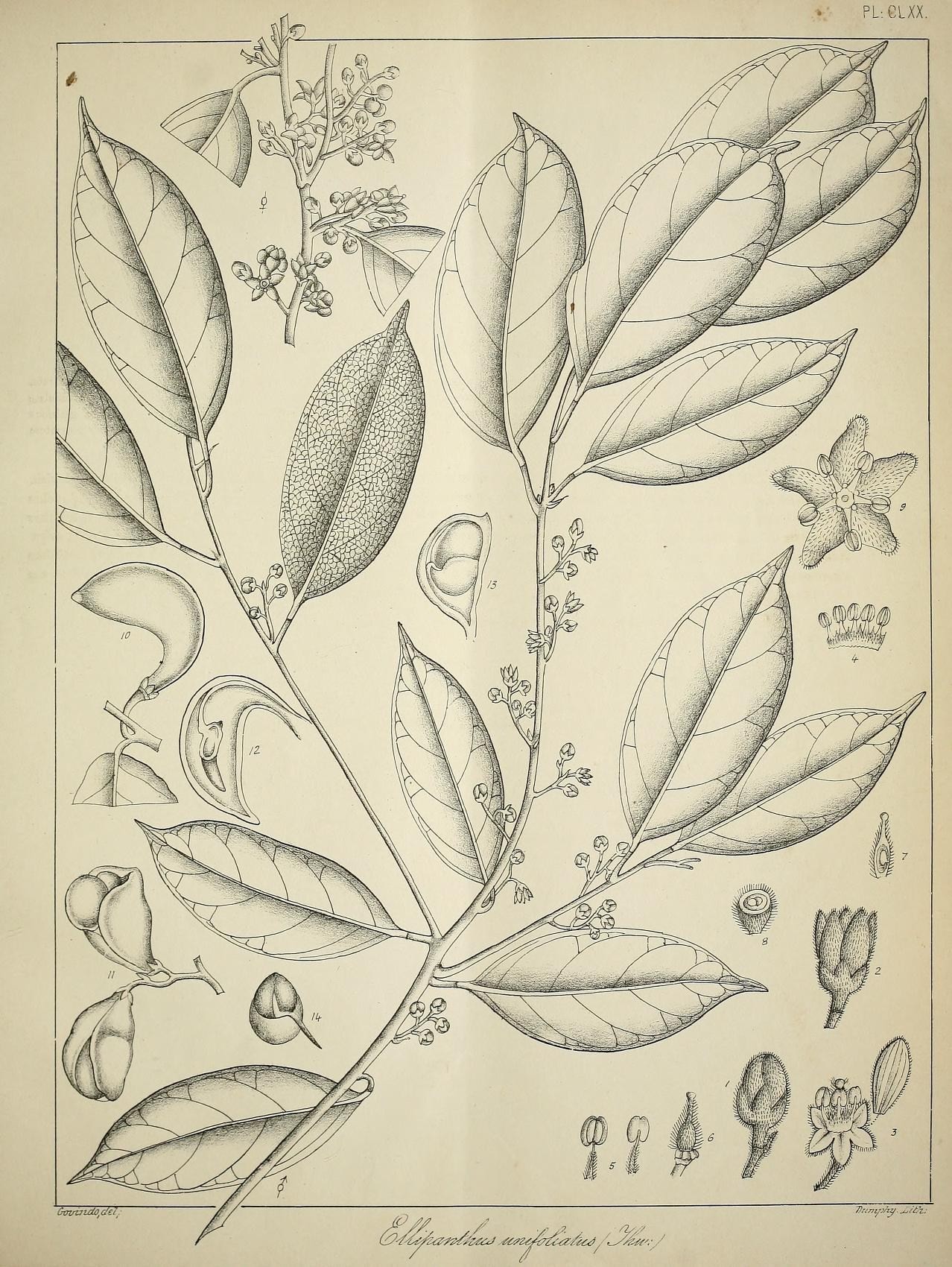 several types of leaves and fruit on a paper