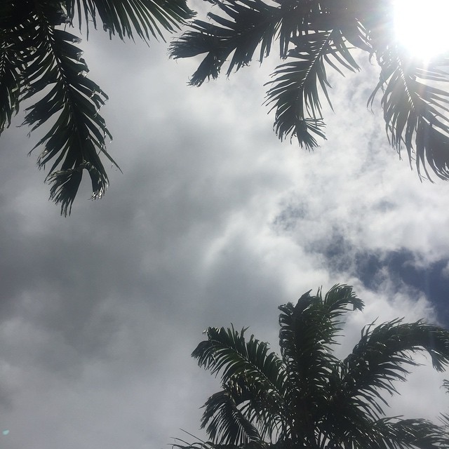 palm trees and the sun behind them on a cloudy day