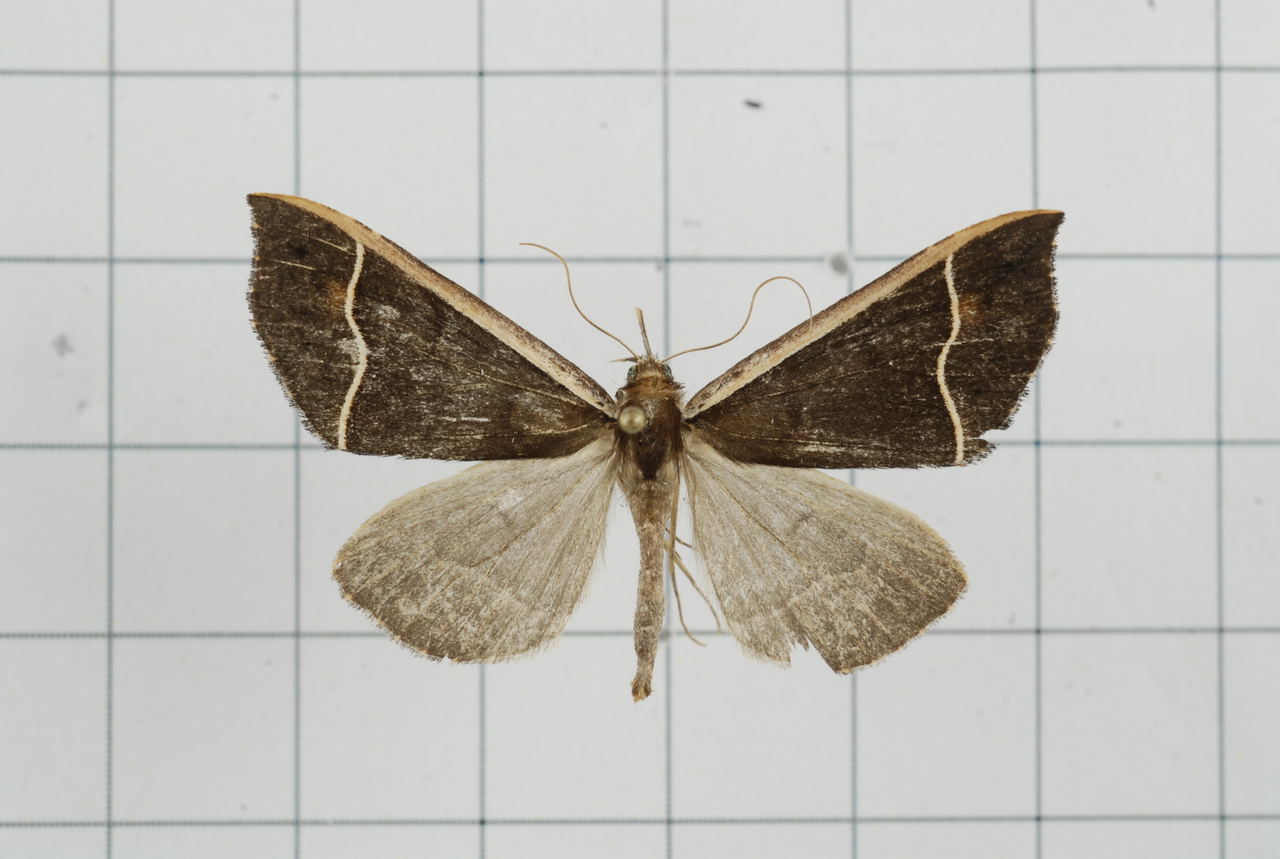 the moth is brown and gray in color