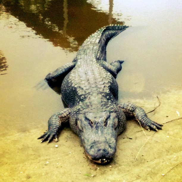 the alligator is laying down by the water