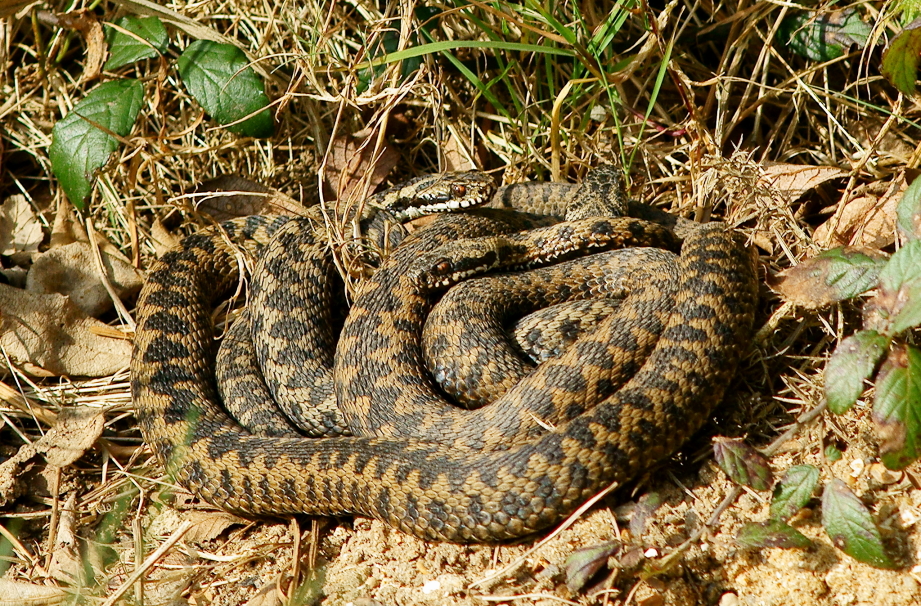 a snake is curled up on a patch of dirt