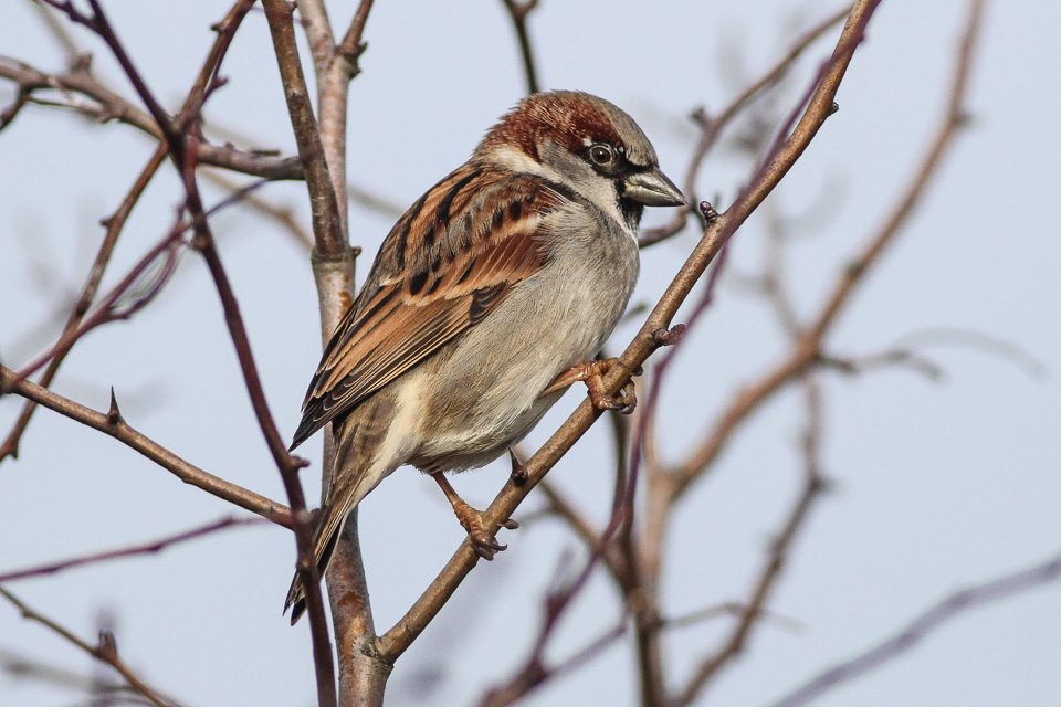 a bird with brown feathers sitting on a nch