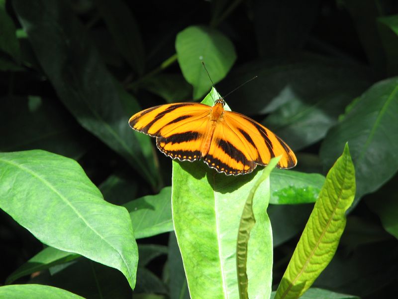 an orange and black striped erfly sitting on green leaves