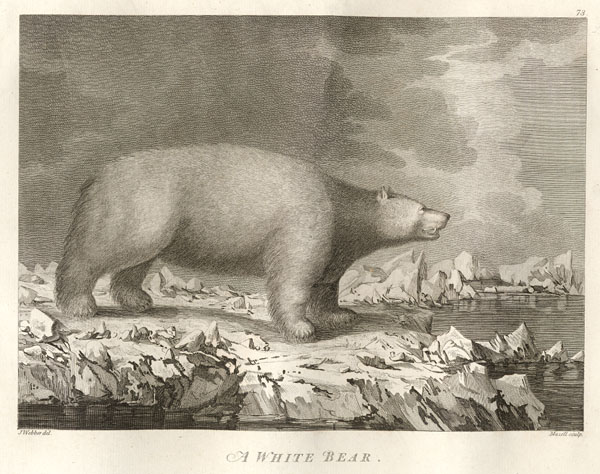 an illustration shows the polar bear in front of a rocky background