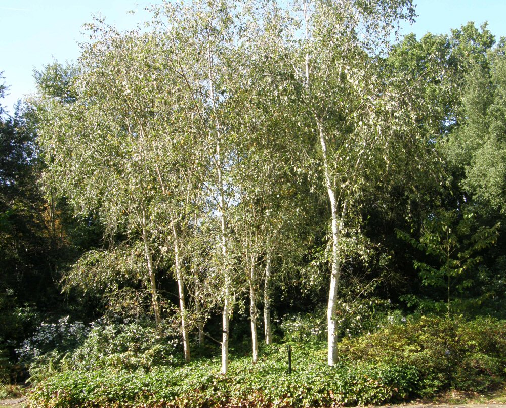a group of white trees next to some grass