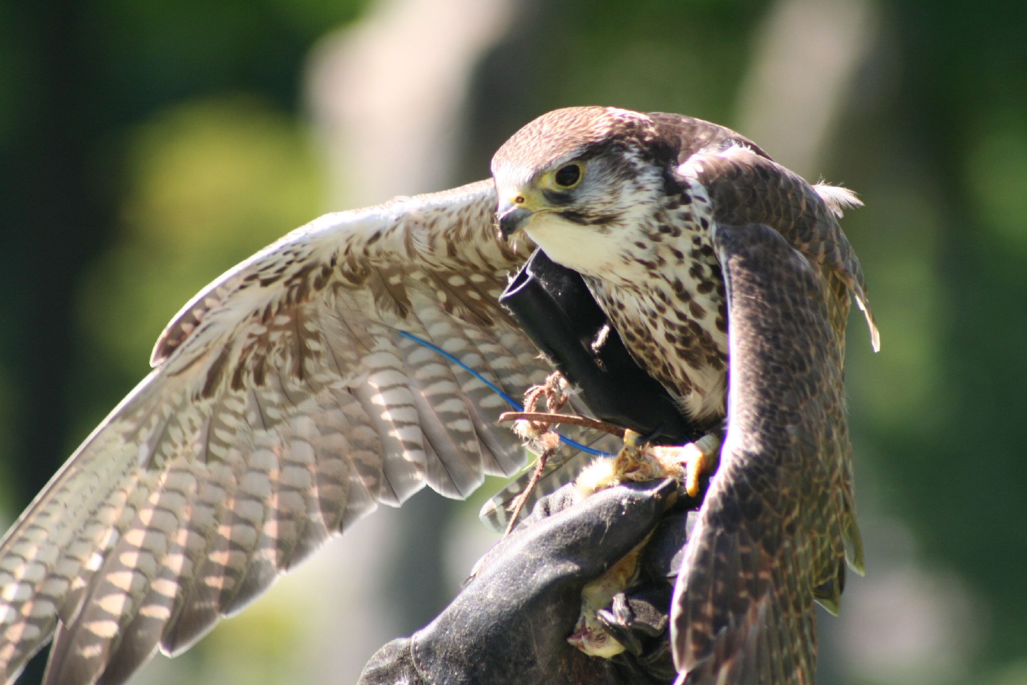 a bird that is flying and holding a dead bird