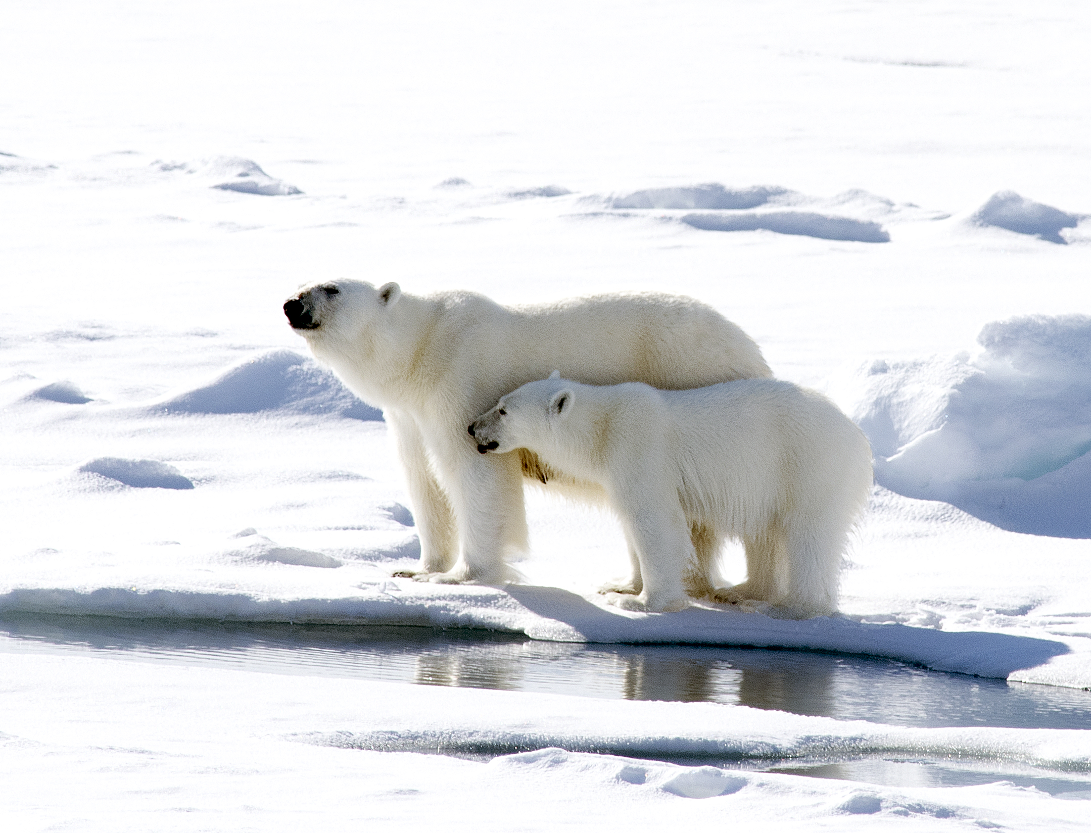 a mama polar bear is standing with her baby on the ice