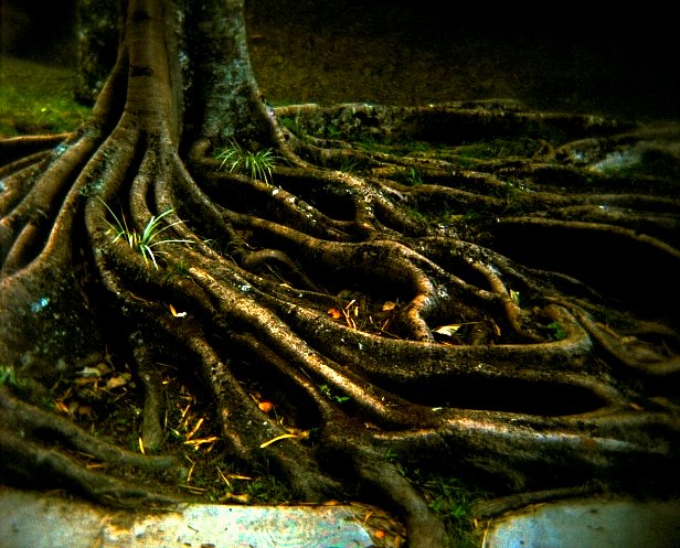 roots on tree with black background in open air