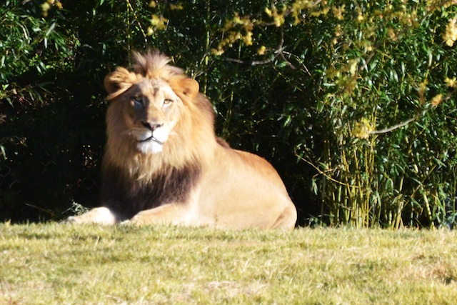 a large male lion is sitting in the shade