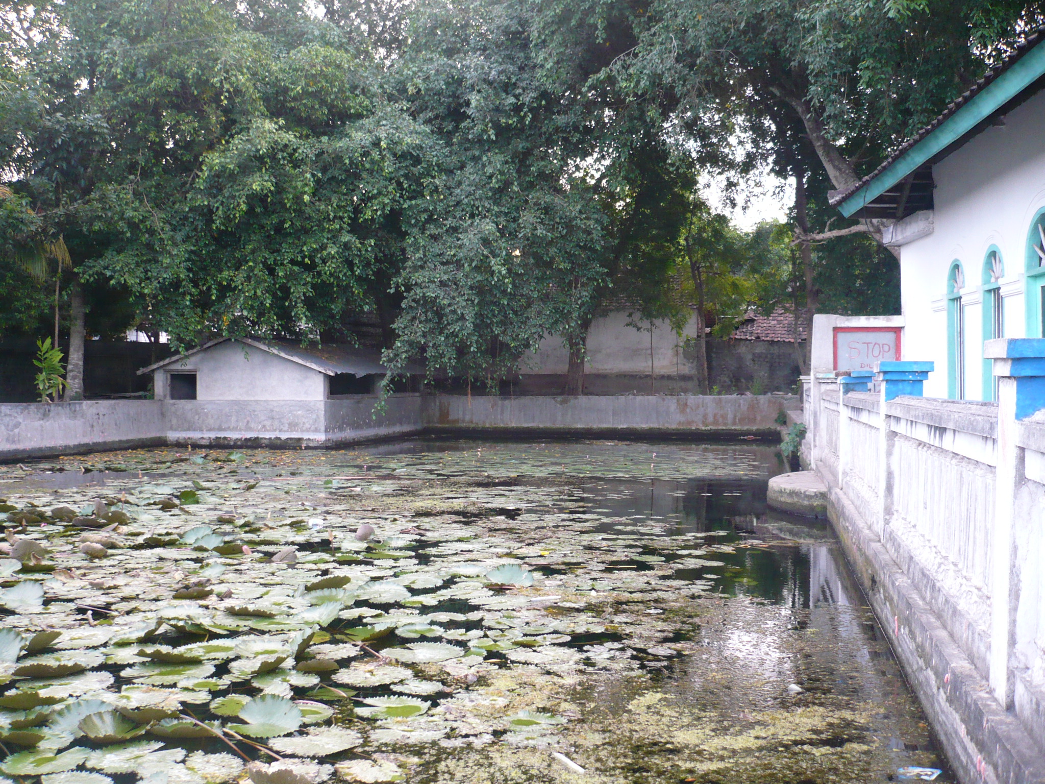 a pond with lotus pad and building with a sign on it