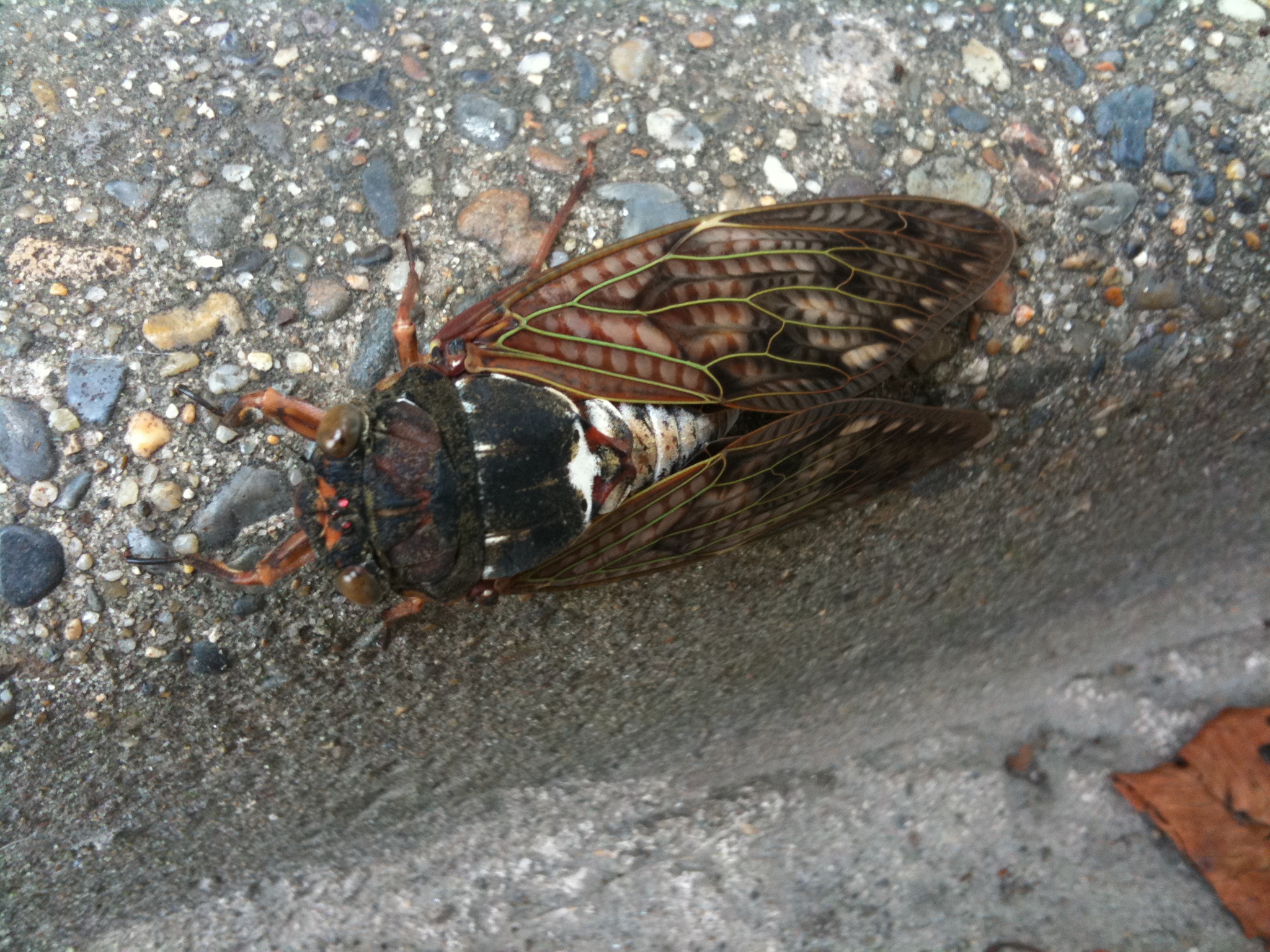 a dead bug that has landed on the street