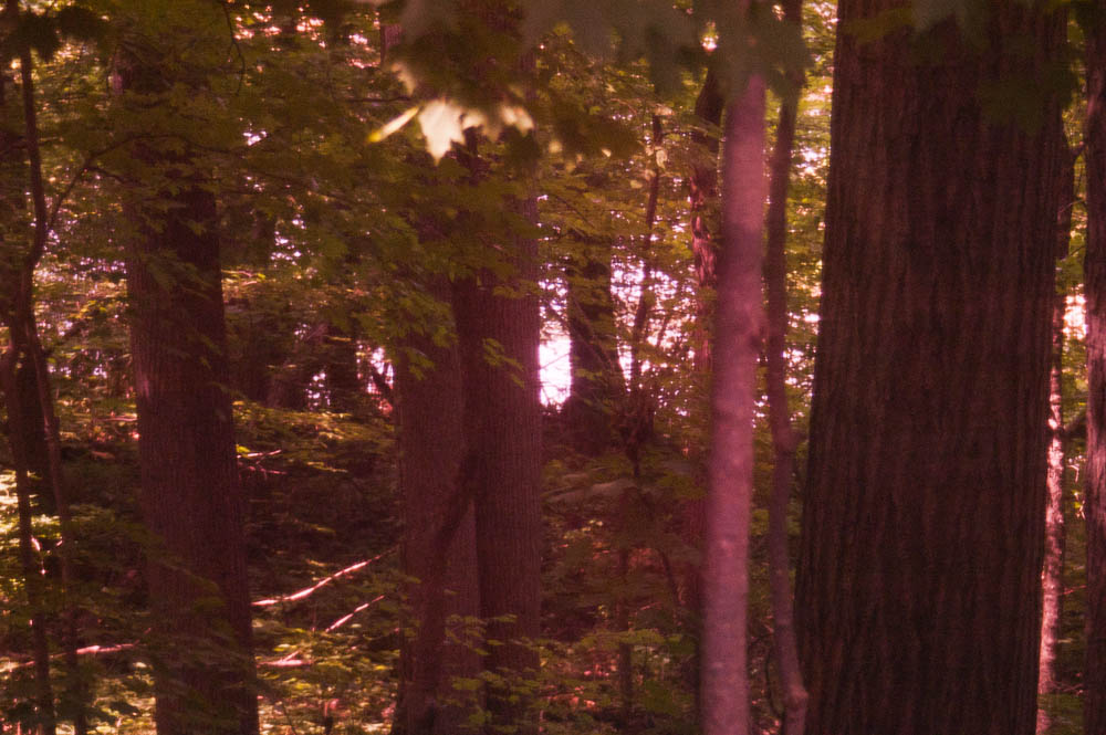 the woods are filled with lush green trees