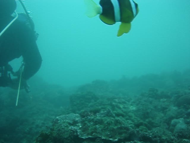 a person in the water with an orange and white fish