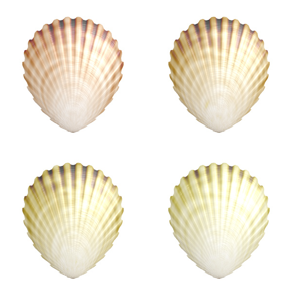 three sea shells are seen in different angles