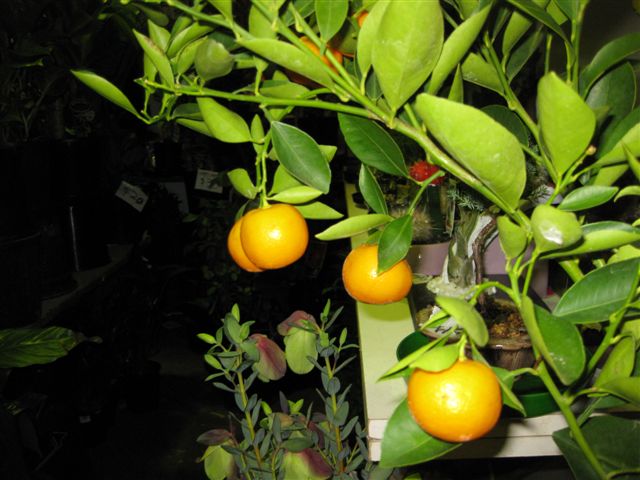 some oranges hanging on a tree in front of plants