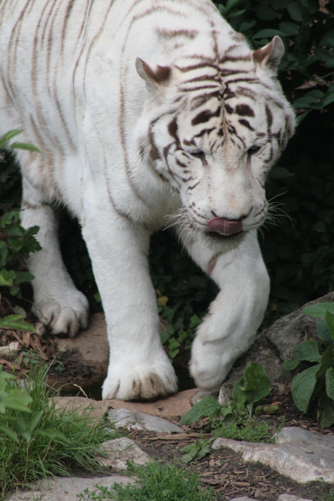 there is a white tiger walking along a path