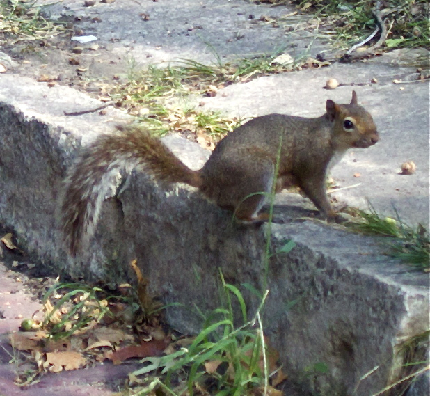 a squirrel is on the edge of an outdoor wall