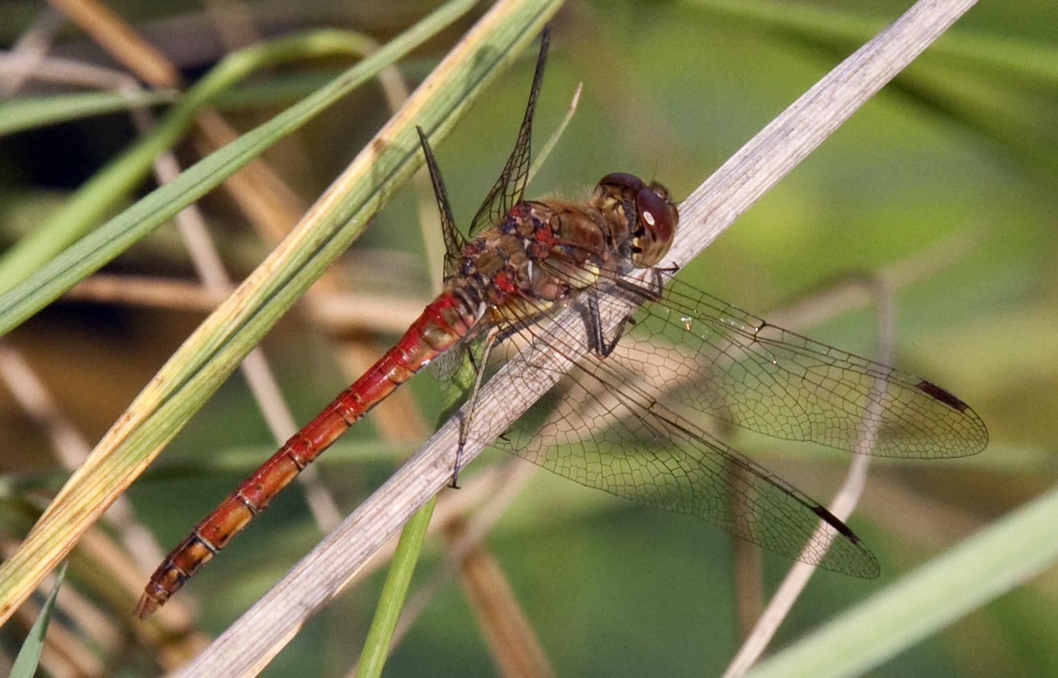 dragonflys resting on top of a tall green stalk