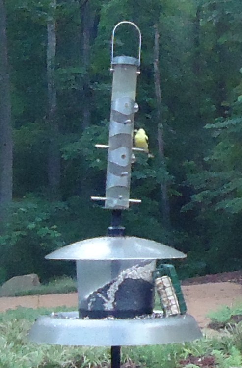 a bird feeder has birds eating out of it