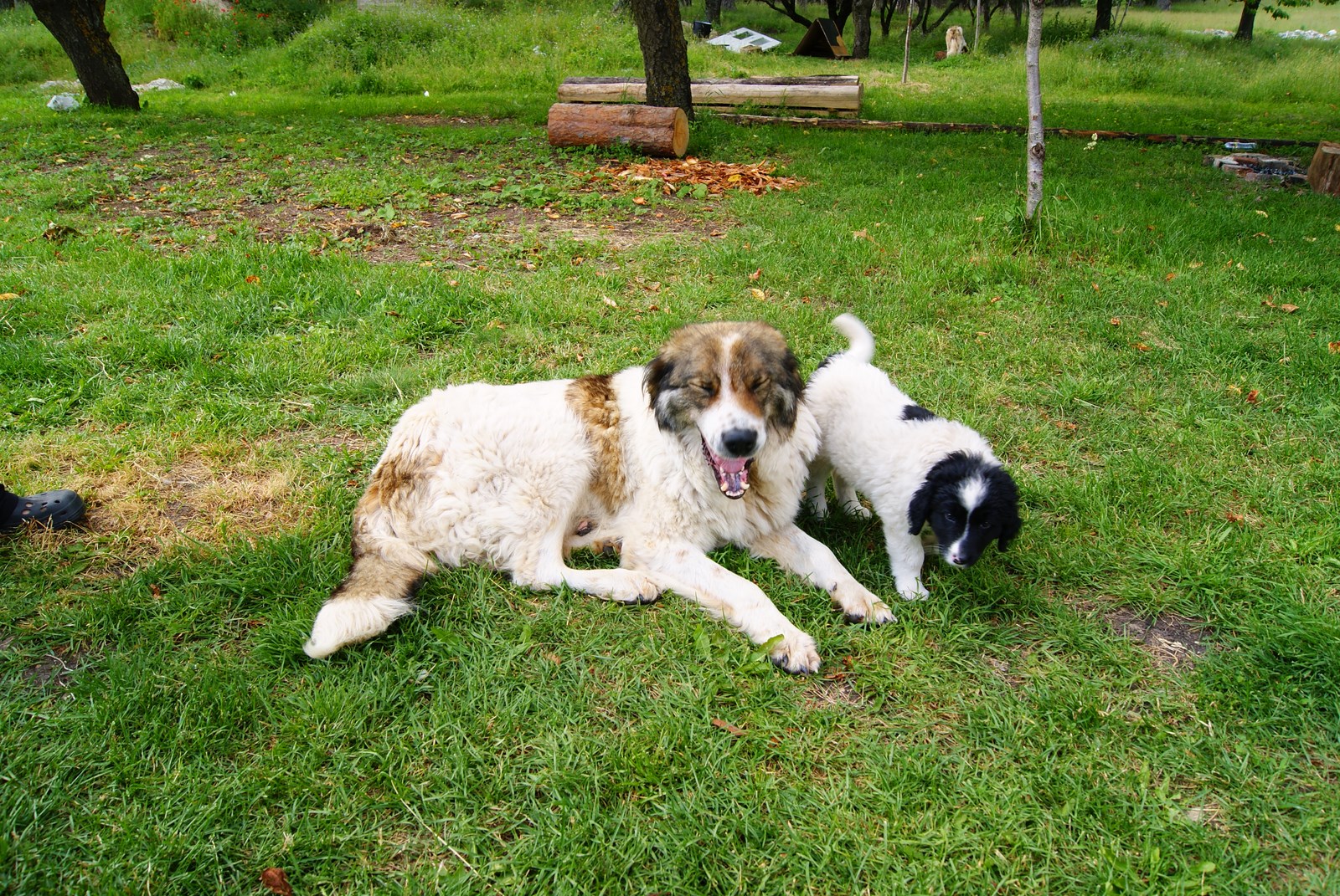 two dogs sitting in the grass with their mouths open