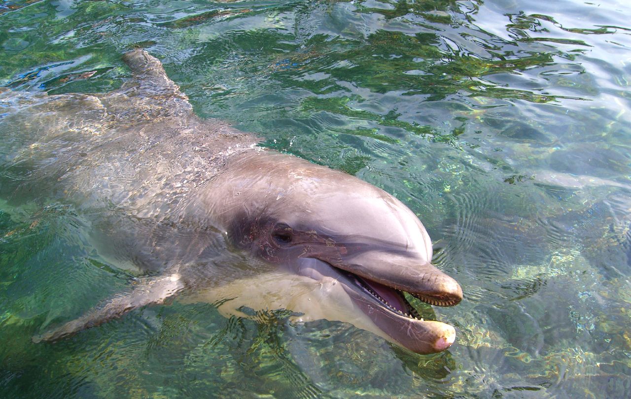 the dolphin is smiling as he swims in the water