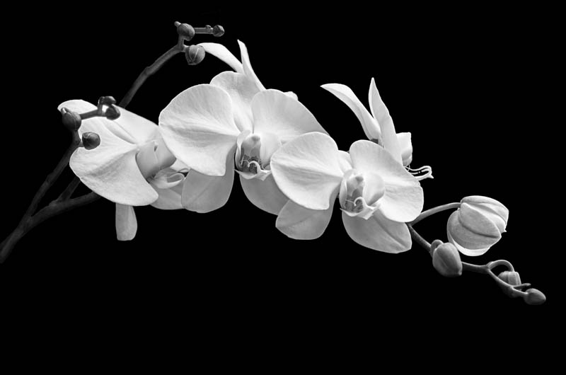 a close up of a flower on a stem