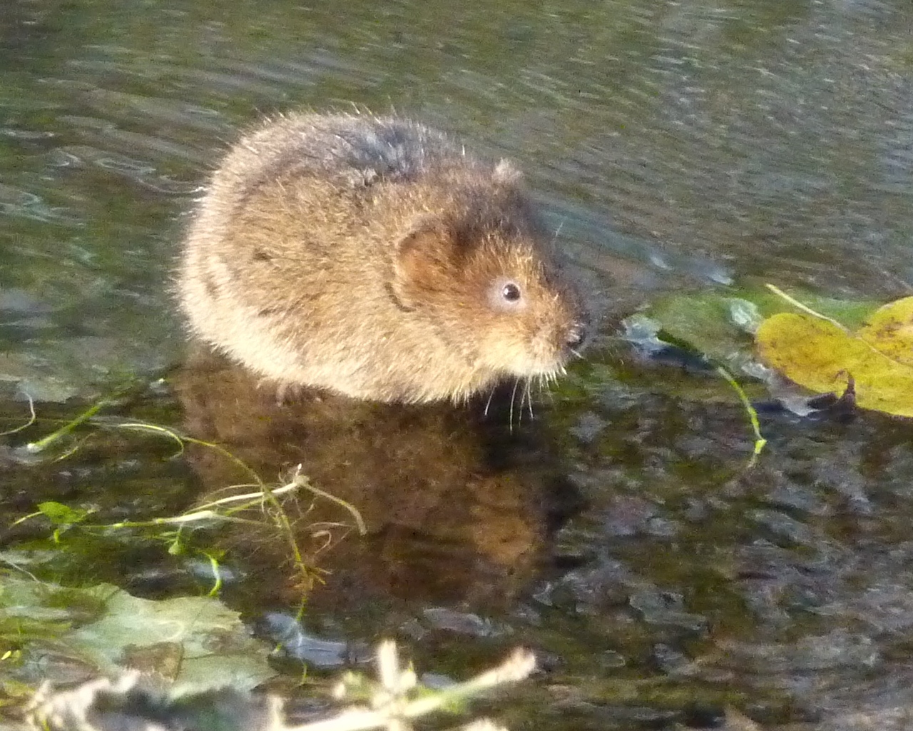 a rodent near the water in a shallow pool