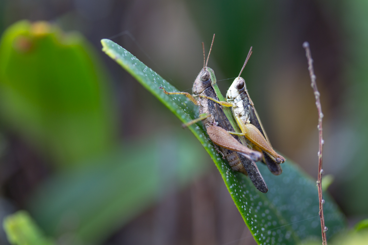 the praying insect is sitting on the green leaf