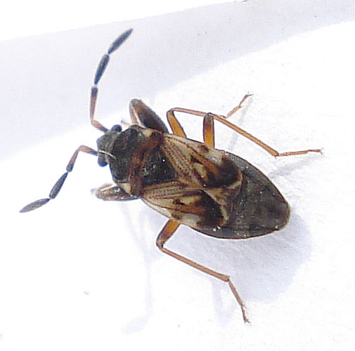 a brown insect with black antennae on its back legs
