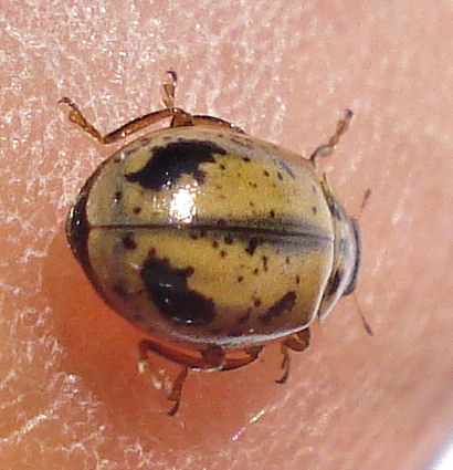 a brown and black bug on top of a person
