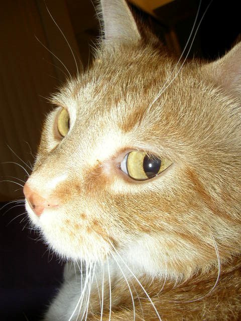 a cat with a yellow nose and long whiskers