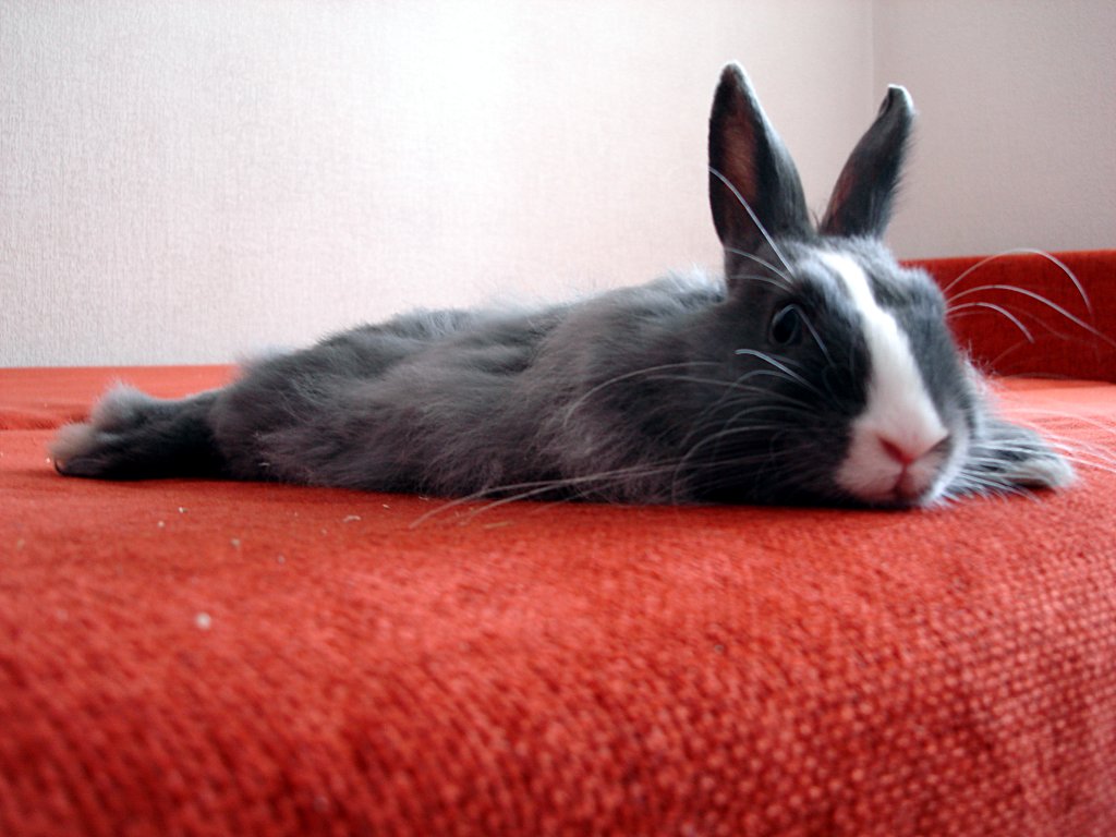 there is a small grey rabbit that is laying on a bed