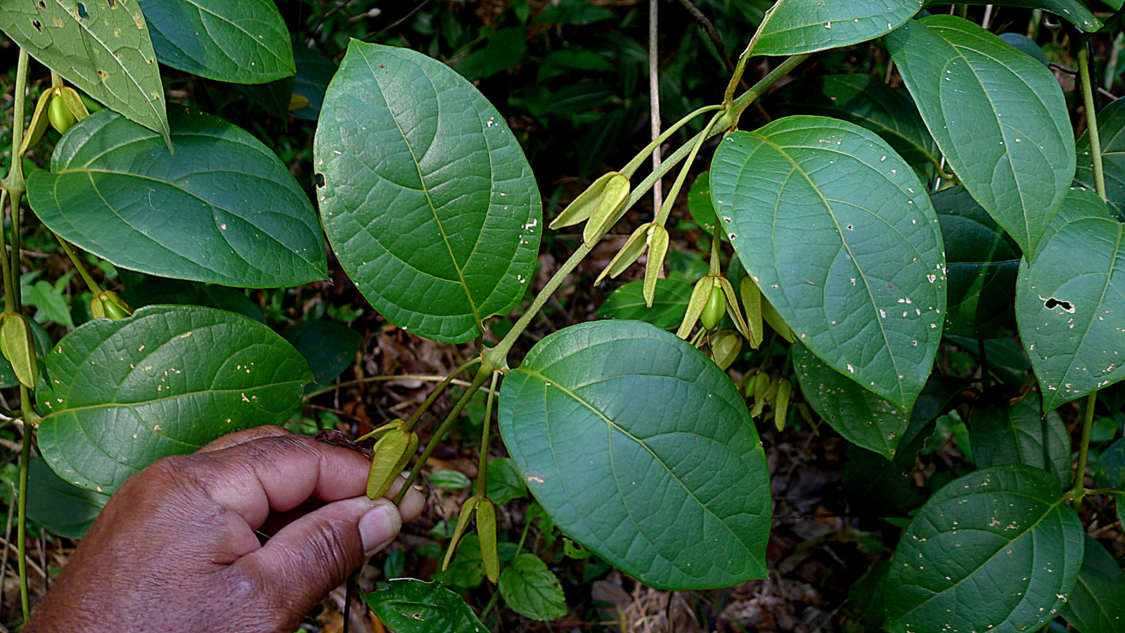 person picks up a green leaf from the ground