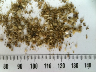 a measuring ruler full of dry weed seeds
