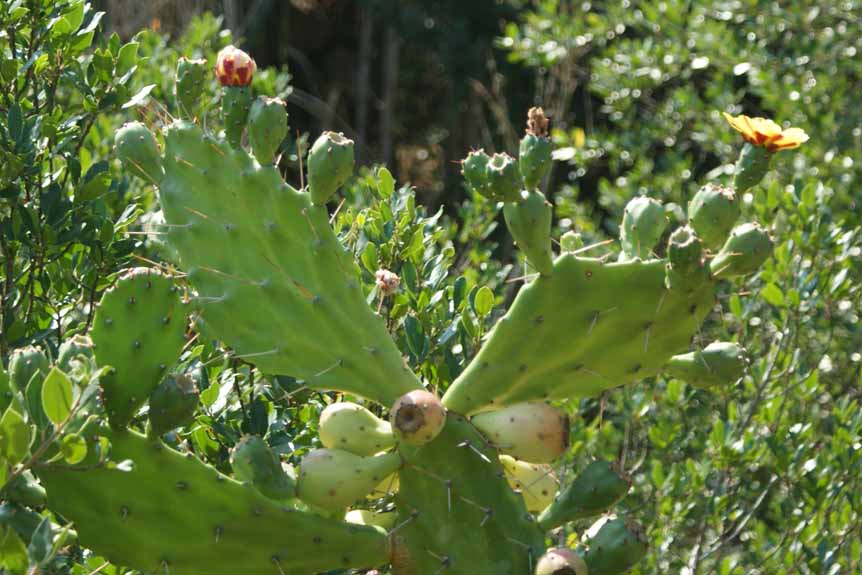 a large green tree with small buds on it