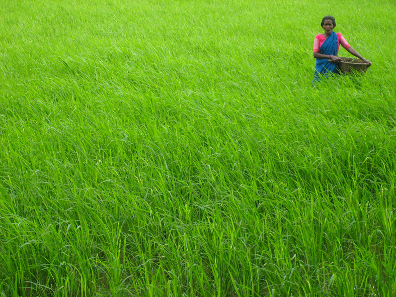 a person kneeling down in a large green field with a basket of vegetables