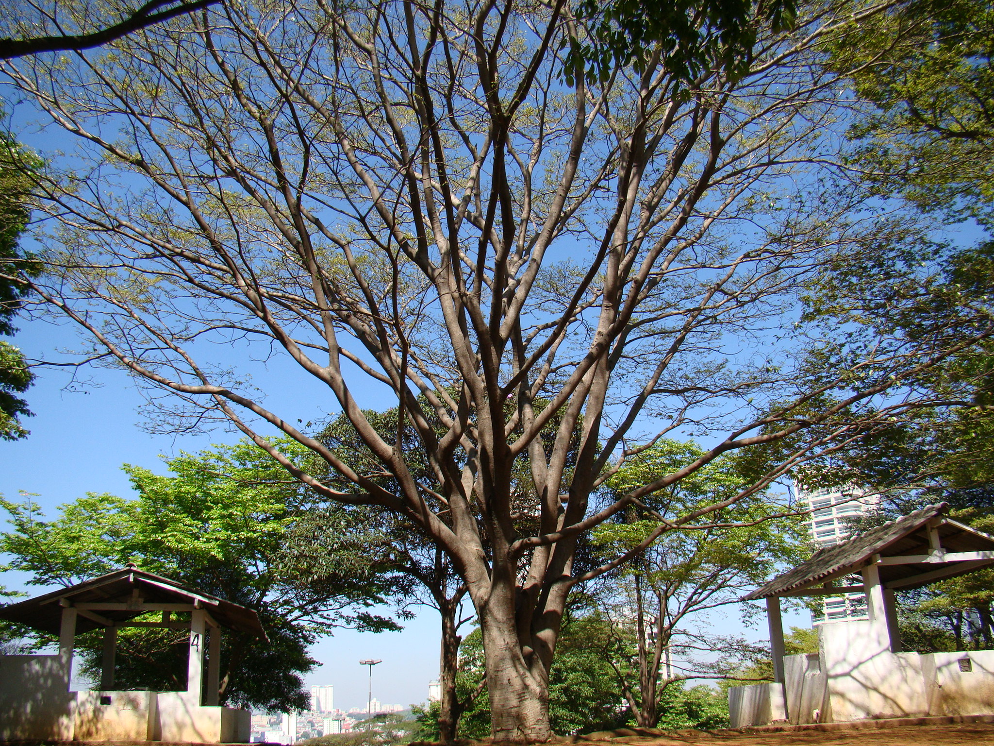 a tree is in the foreground, and some structures next to it are shown