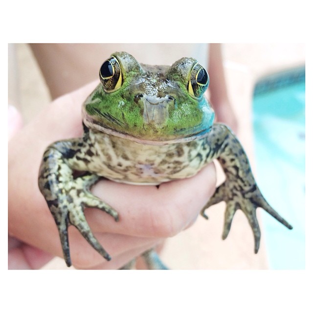 a person holding a frog in their hands