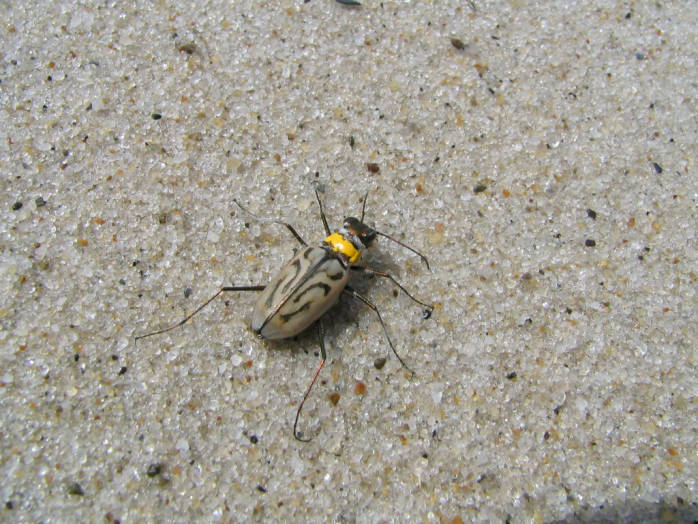 a small bug with one eye open sitting on the ground