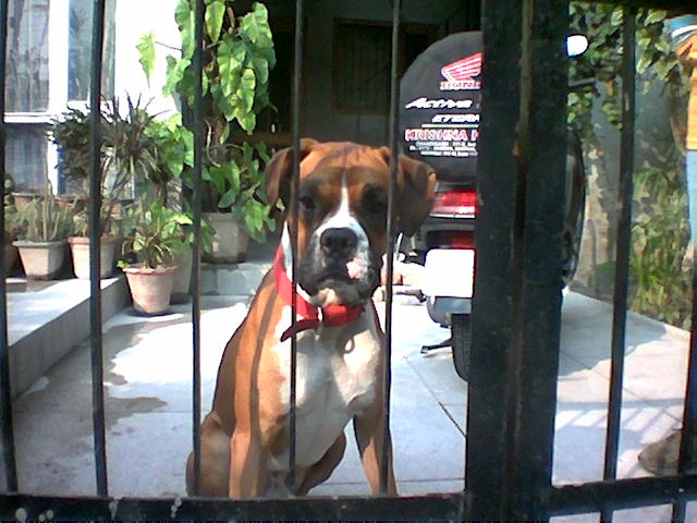 a brown dog sticking its head out through a gate