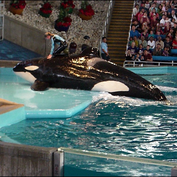 two people are riding an orca in the water