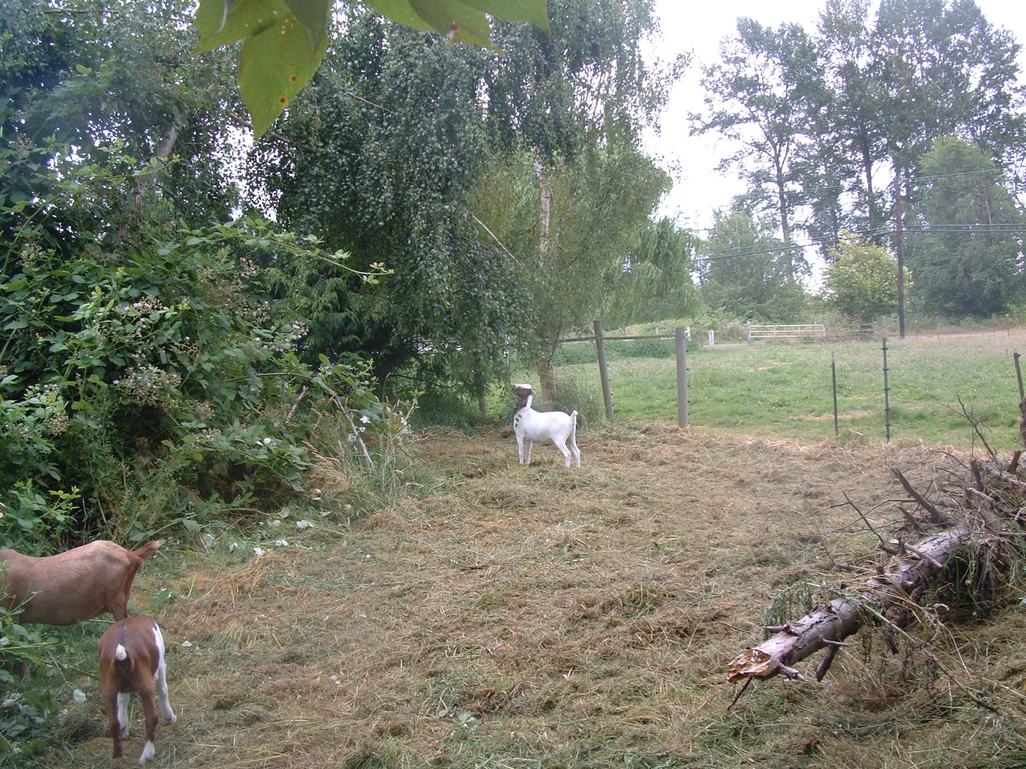 two farm animals graze in the fenced grassy field