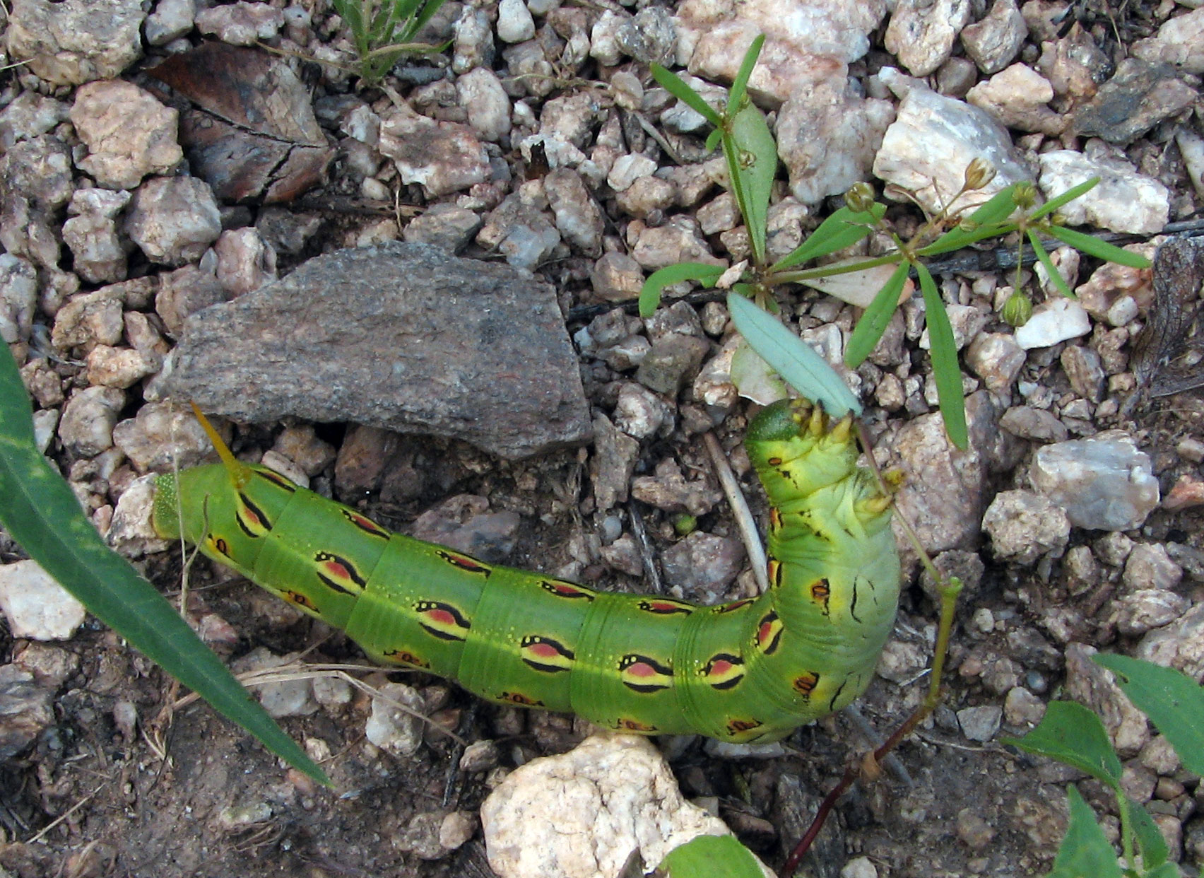 a green caterpillar crawling on the ground