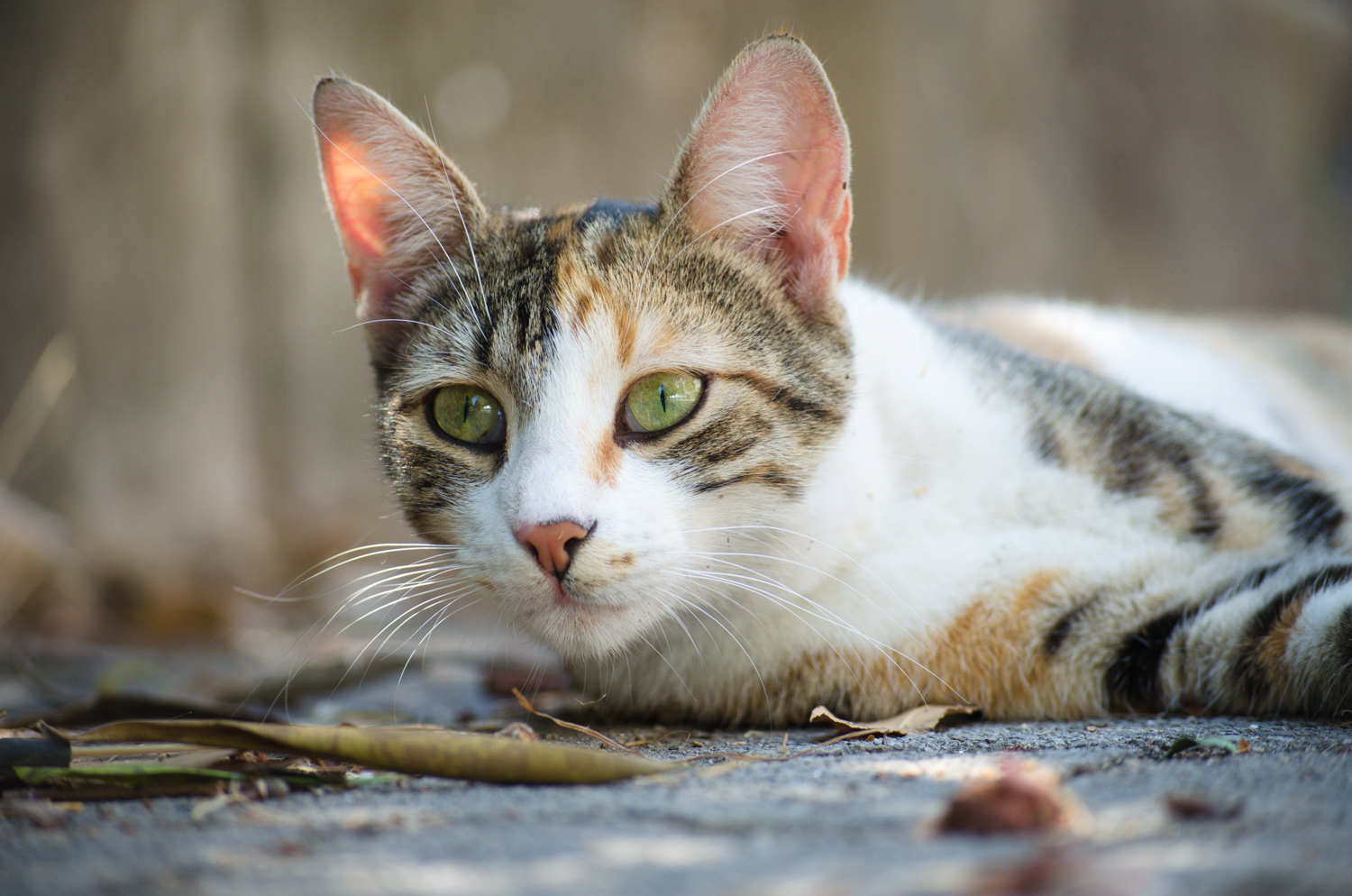 the calico cat looks at the camera while lying down