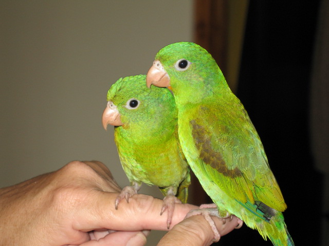 there are two green parrots that are perched on the hand