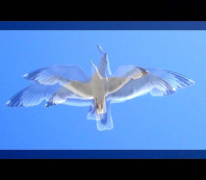a large white bird flying in a blue sky
